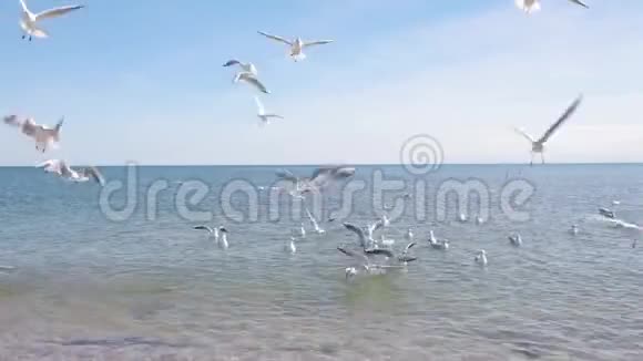 海鸥在飞翔中捕捉食物一群海鸥从海滨的人那里捕捉食物视频的预览图
