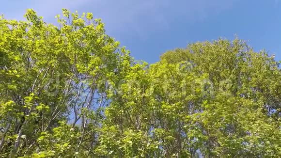 夏日的微风摇曳着高大茂盛的绿桦树视频的预览图