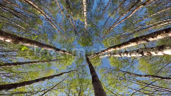 夏日的微风摇曳着高大茂盛的绿桦树视频的预览图