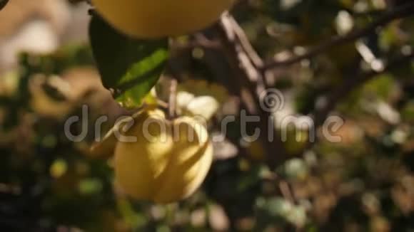 树上的黄熟王子有机水果种植园4K视频的预览图