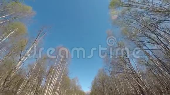 在森林道路上驾驶着茂密美丽的白桦林视频的预览图