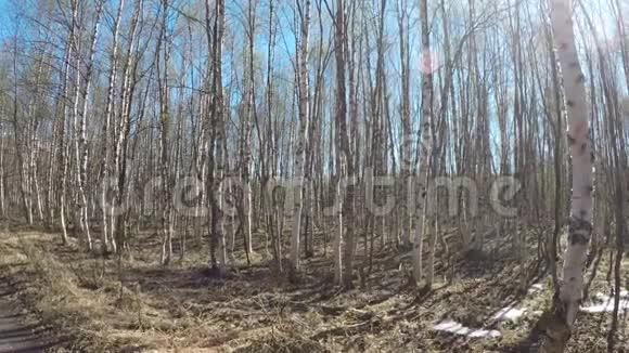 在森林道路上驾驶着茂密美丽的白桦林视频的预览图