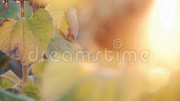 成熟的向日葵在夕阳的背景下移动4K视频的预览图