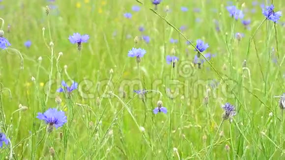 美丽的草地上有许多鲜艳的蓝色和绿色的矢车菊视频的预览图