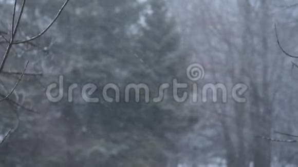 窗户第一次下雪雪花很大视频的预览图