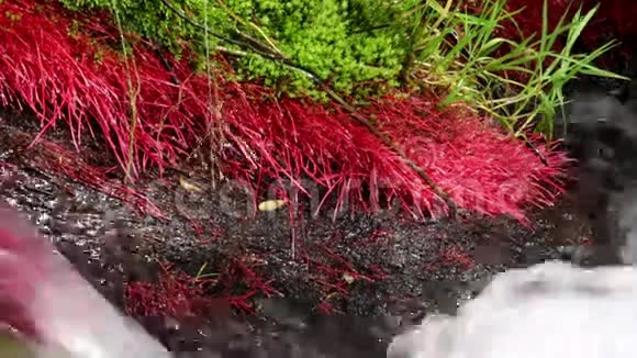 有红色植物和流动水的山河细节07视频的预览图