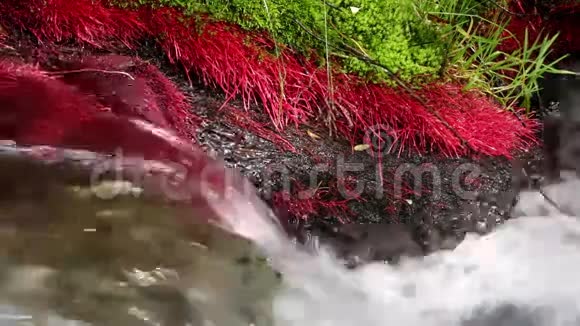 有红色植物和流动水的山河细节08视频的预览图