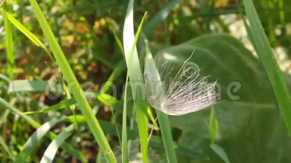 降落伞种子在草地上视频的预览图