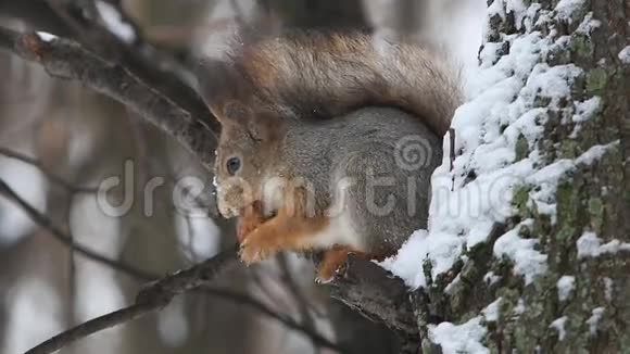 红松鼠或欧亚红松鼠落在树枝上吃坚果视频的预览图