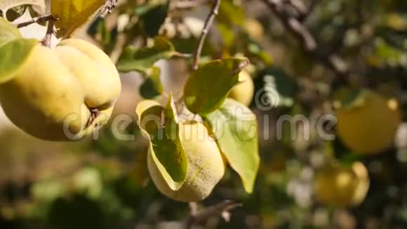 树上的黄熟王子有机水果种植园4K视频的预览图