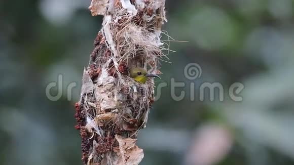 巢中的橄榄背太阳鸟视频的预览图