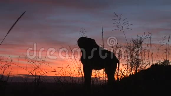 夕阳下的长颈鹿视频的预览图