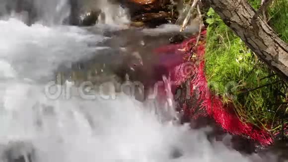 有红色植物和流动水的山河细节03视频的预览图