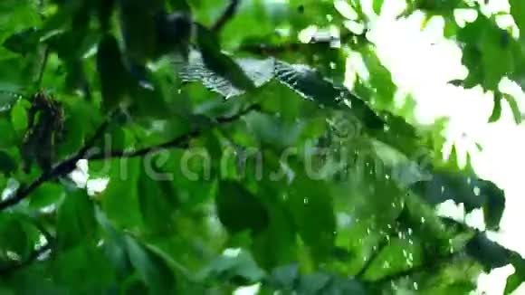 纯净的雨水浇在夏林中清新的树木叶子上有美丽的树视频的预览图