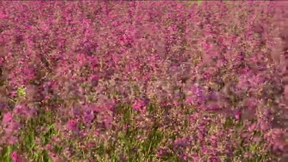 粉红色的草甸花视频的预览图