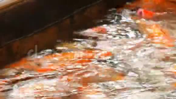 有趣的红色日本鲤鱼在池塘里游泳用奶嘴从瓶子里喂鱼视频的预览图