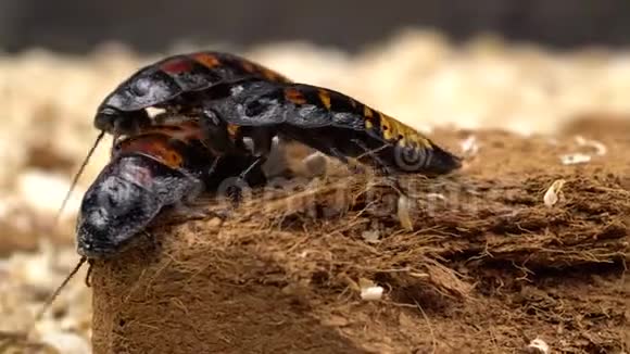 马达加斯加蟑螂在地上爬行关门视频的预览图