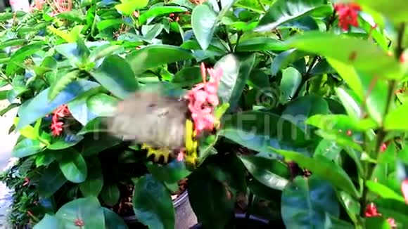 曼谷花园里美丽的蝴蝶视频的预览图