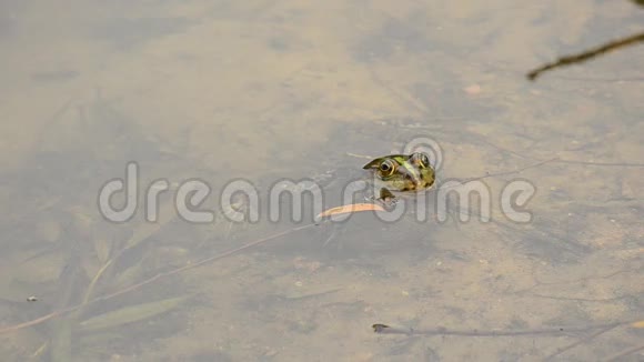 池蛙或沼泽蛙漂浮在水中蘸水游去视频的预览图