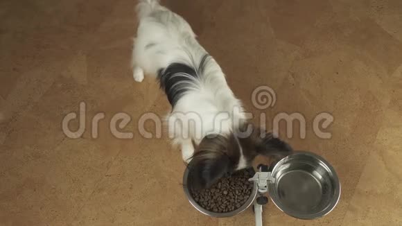 狗狗Papillon在摊位上吃金属碗里的干粮录像视频的预览图