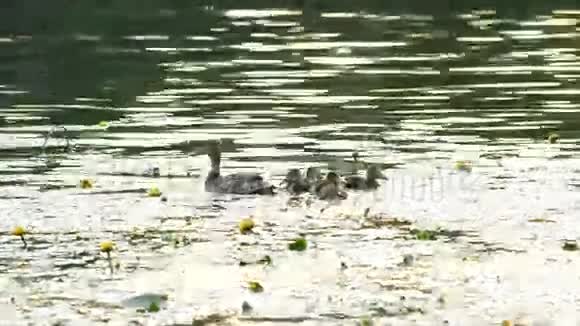 小鸭子和小鸭子一起游泳池塘里有黄色的睡莲视频的预览图