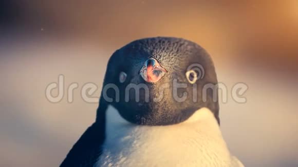南极野生动物黑白企鹅看镜头视频的预览图