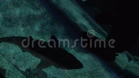 海洋馆的玻璃地板和游泳小鲨鱼视频的预览图