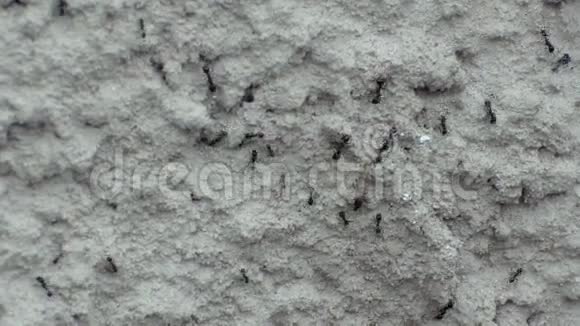 黑色的大蚂蚁红色的小蚂蚁一只翅膀在灰色的石头表面爬行视频的预览图