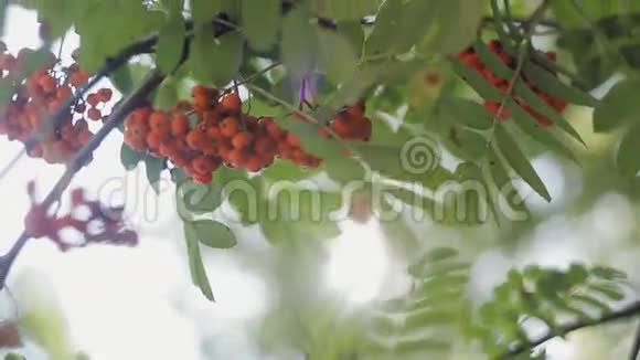 在秋季用成熟浆果覆盖橙色罗文浆果或灰山树视频的预览图