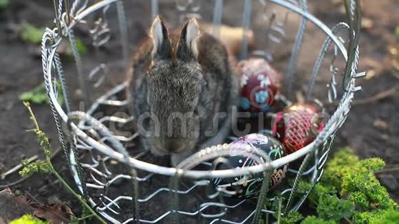 可爱的毛茸茸的兔子和柳条篮子白色背景上有五颜六色的复活节彩蛋视频的预览图