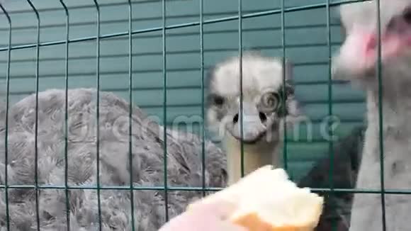 动物园里饥饿的鸵鸟游客用笼子喂面包视频的预览图