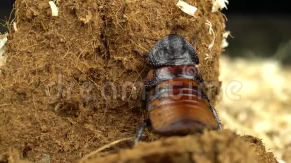 马达加斯加蟑螂在木屑中蠕动关门视频的预览图