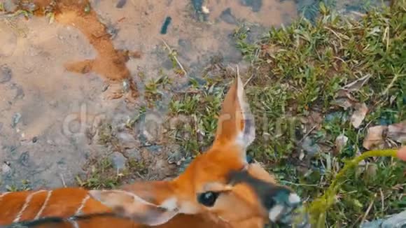 动物园里有一只黑眼睛的小美丽的鹿视频的预览图