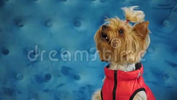 可爱的狗约克郡猎犬坐在蓝色沙发上抬头看视频的预览图