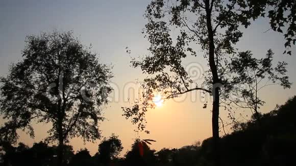 午后的阳光照在树上视频的预览图