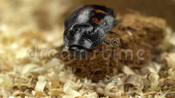 马达加斯加蟑螂在木屑中蠕动关门视频的预览图