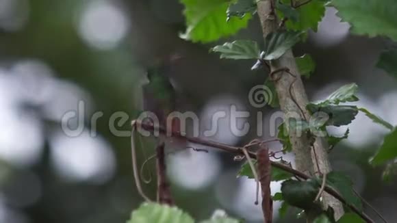 一只拖尾的蜂鸟视频的预览图
