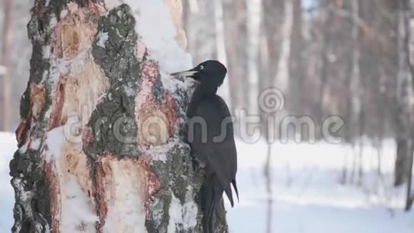 鸟是啄木鸟坐在树上喙敲木头冬季森林视频的预览图