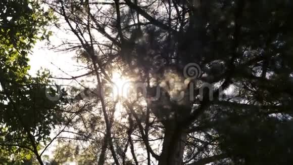 阳光透过树枝照耀夏季森林视频的预览图