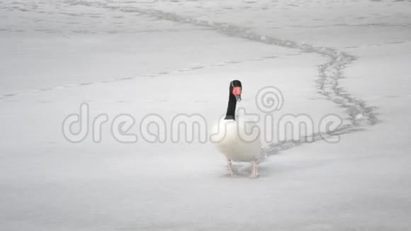 美丽的黑颈天鹅在冰冻的池塘上雪地行走视频的预览图