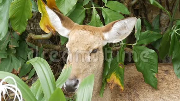 美丽的鹿坐在绿色的灌木丛中近距离观看泰国芭堤雅khaokheo动物园手鹿视频的预览图
