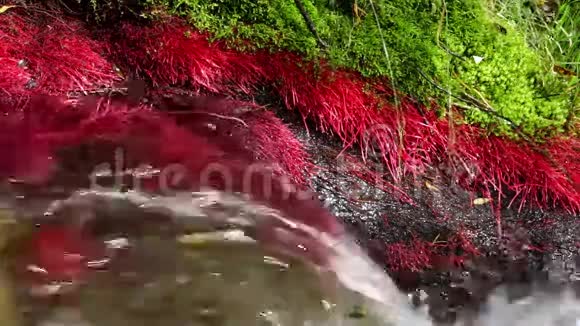 有红色植物和流动水的山河细节06视频的预览图