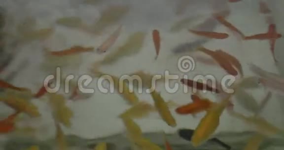 黄橙色的黑色水族馆鱼视频的预览图
