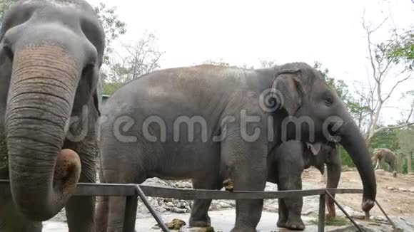 在动物园里印度大象在篱笆后面吃草视频的预览图