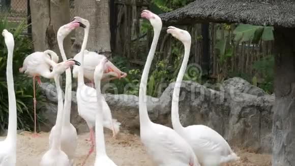 一群白火烈鸟在动物园的池塘上散步视频的预览图