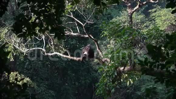 坐在树枝上的灰头鱼鹰视频的预览图