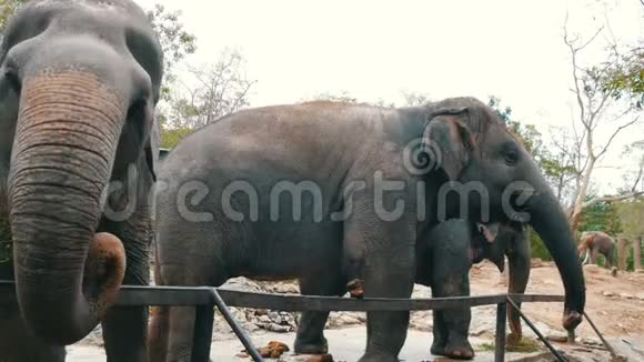 在动物园里印度大象在篱笆后面吃草视频的预览图