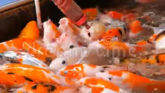 有趣的红色日本鲤鱼在池塘里游泳用奶嘴从瓶子里喂鱼视频的预览图