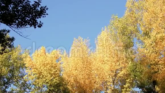 森林中黄色树木的全景视频的预览图