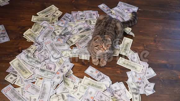 富人的猫视频的预览图